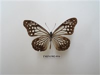 藏品(絹斑蝶)的圖片